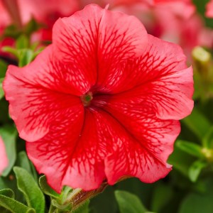 Limbo Red veined4